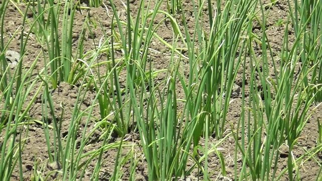Onion Plant. Green onion leaves in summer. Harvest field, farming, onion care.