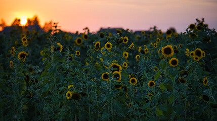 Fototapeta premium sunset in the field