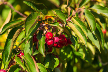 Close up of dark red small apples among green leaves. Malus x robusta 'Red Sentinel'Красные