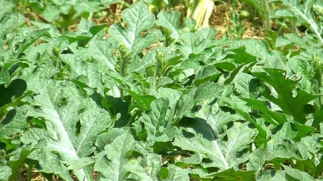 water melon cultivation on a farm, showcasing vibrant plants growing in lush fields under the sun