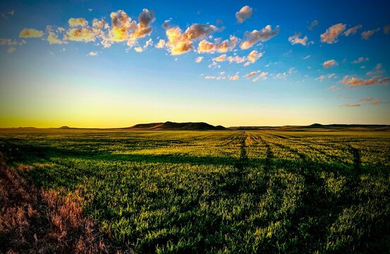 A Glowing Montana Sunset over a Green Field of Wheat