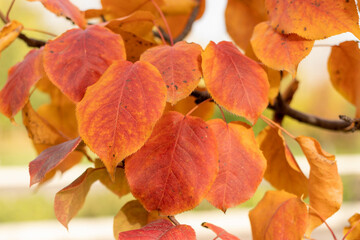 Fototapeta premium Yellow crimson leaves of ranetka on a branch in autumn, close-up