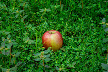Red Apple fall from the tree, Natural green background Apple Photo 