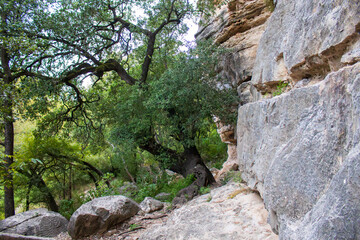 A large tree with sprawling branches stands next to a rocky cliff, creating a scenic and natural environment. The area is scattered with boulders and lush greenery, indicating a tranquil forest settin