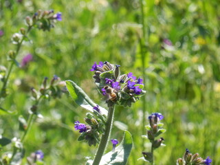 Bee on a purple flower 