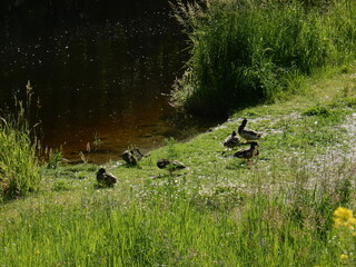A group of ducks near a creek 