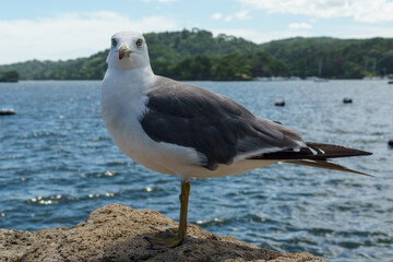 松島湾の岩場に乗るウミネコ Larus crassirostris