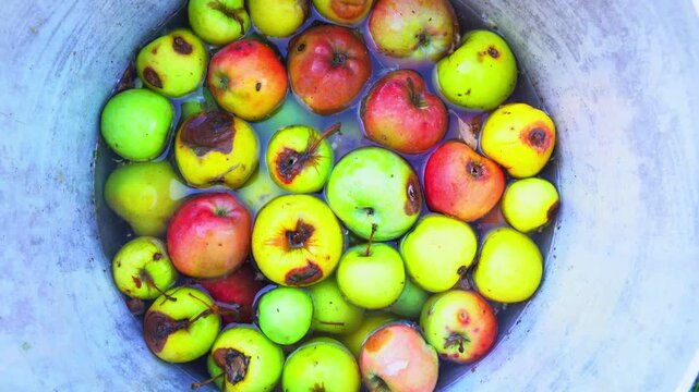 A big bowl with many rotten apples. Zoom out.