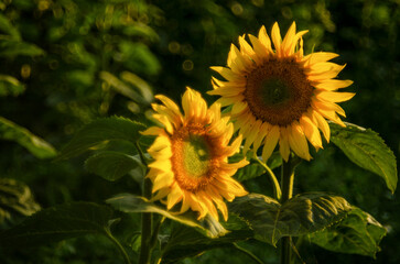 Sunflowers in the field