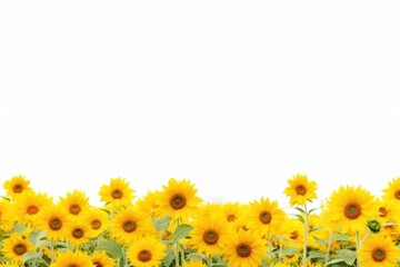Fototapeta premium Sunflower field nature backgrounds landscape.
