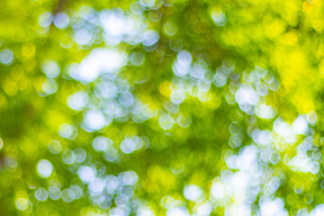 blurred Sunlit green leaves with a soft, blurred background