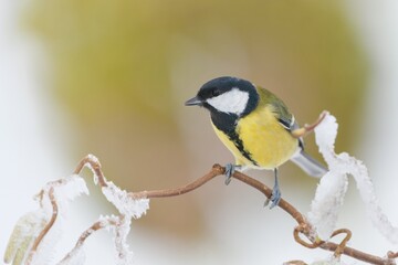 Fototapeta premium A cute great tit sits on a snowy twig. Winter scene with a titmouse. Parus major