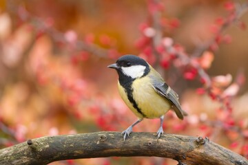 Obraz premium A cute great tit sits on a branch in autumn. Portrait of a titmouse with autumn background. 