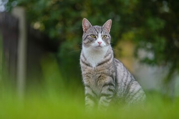 A beautiful tabby cat with yellow eyes and a white bib sits in the grass. 
