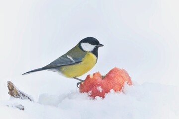 A titmouse sits  on a apple in winter and eats. Parus major