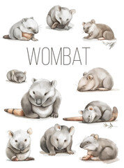 Watercolor drawing of an animal - wombat, animal of Australia Sketch