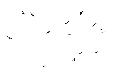 A flock of birds in flight isolated on a white background