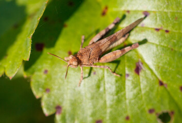 Grasshopper green vegetation in nature. Macro