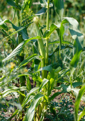 Corn grows in the garden