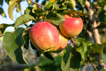 Red ripe apples on a tree in summer