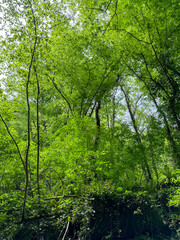 Trees in the forest grow on rocky cliffs of the mountains. Summer