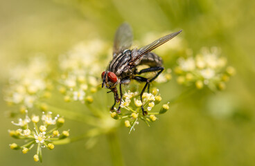 A fly on small yellow flowers. Macro