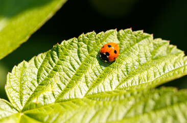 Ladybug on a green leaf. Macro