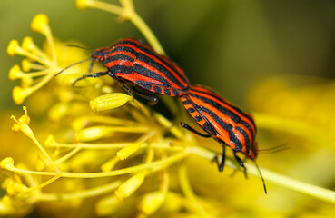 The love of two red bugs on a yellow flower