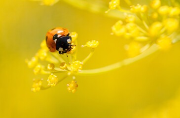 Ladybug on yellow dill flowers. Macro