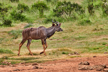 Eine Reise durch Südafrika. Auf Safari durch die afrikanische Savanne.