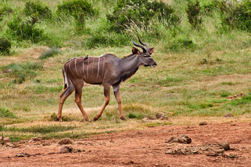 Eine Reise durch Südafrika. Auf Safari durch die afrikanische Savanne.