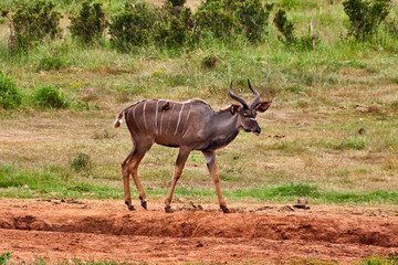 Eine Reise durch Südafrika. Auf Safari durch die afrikanische Savanne.