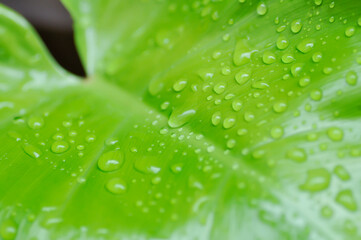 Philodendron , Philodendron erubescens or K Koch and Augustin and rain drop