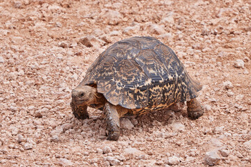 Eine Reise durch Südafrika. Auf Safari durch die afrikanische Savanne.