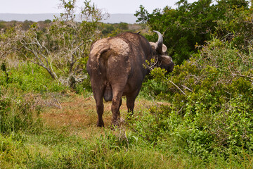 Eine Reise durch Südafrika. Auf Safari durch die afrikanische Savanne.