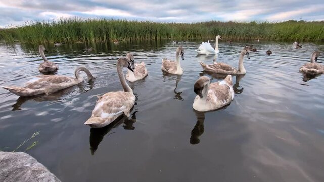 Beautiful young grey swans swimming and playing at Corrib river in Galway, Ireland, animals and wildlife, nature background