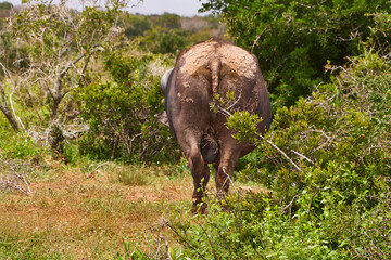 Eine Reise durch Südafrika. Auf Safari durch die afrikanische Savanne.
