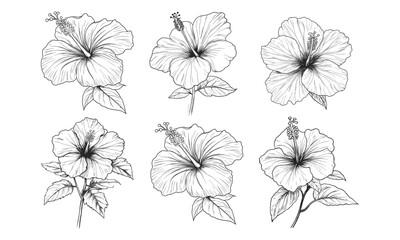 Collection of sketches of blooming floral plants. Hand drawn vintage peony flowers