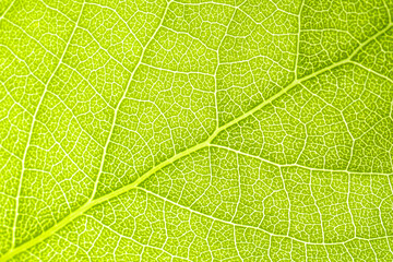 Macro shot of a leaf. Foliage nature background.