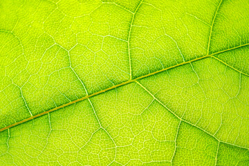 Macro shot of a leaf. Foliage nature background.