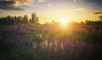 Sunrise or sunset on a field with purple lupines on a cloudy sky background in summer. Vintage film aesthetic.