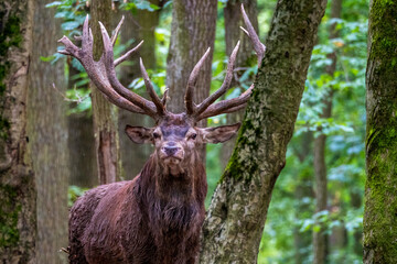 Hirsch bei der Brunft