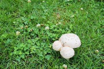 芝生にはえる白いカサの開きかけのキノコ
