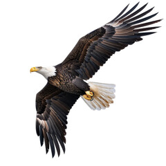 Obraz premium A majestic bald eagle glides against a bright sky, showcasing its impressive wingspan and striking features