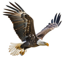 A majestic eagle soaring gracefully in the clear sky with outstretched wings during a sunny day