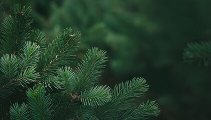 pine christmas and new year holiday green backdrop