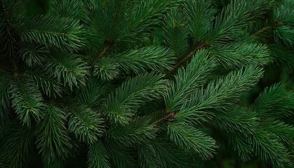 pine christmas and new year holiday green backdrop