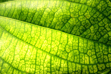 Green leaf with its intricate