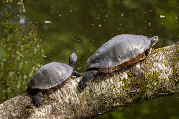 Rotwangen-Schmuckschildkröten (Trachemys scripta elegans) auf einem Baumstamm, Vogelschutzgebiet Heisinger Bogen, Kupferdreh, Essen, Ruhrgebiet, Nordrhein-Westfalen, Deutschland, Europa