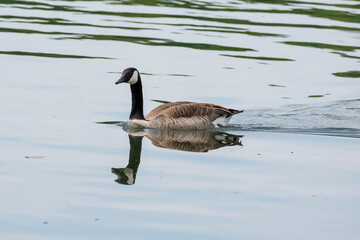 Kanadagans (Branta canadensis) auf dem Baldenysee, Spiegelung, Essen, Ruhrgebiet, Nordrhein-Westfalen, Deutschland, Europa